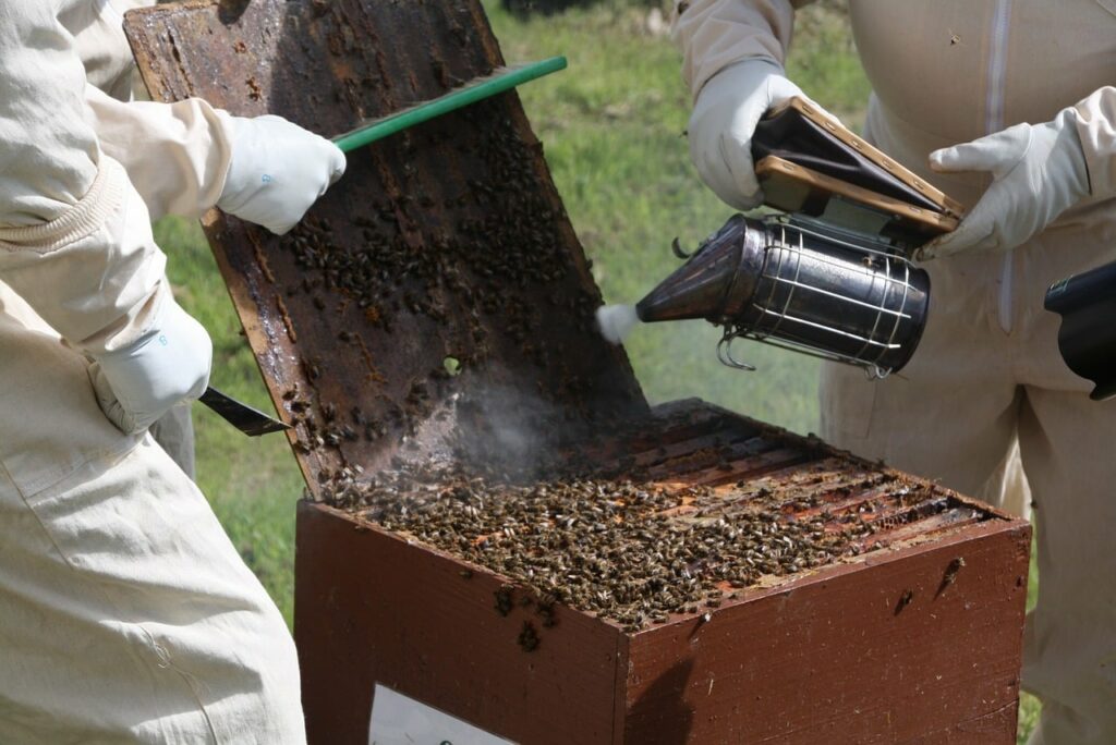 beekeeping, hive, bees-2742896.jpg