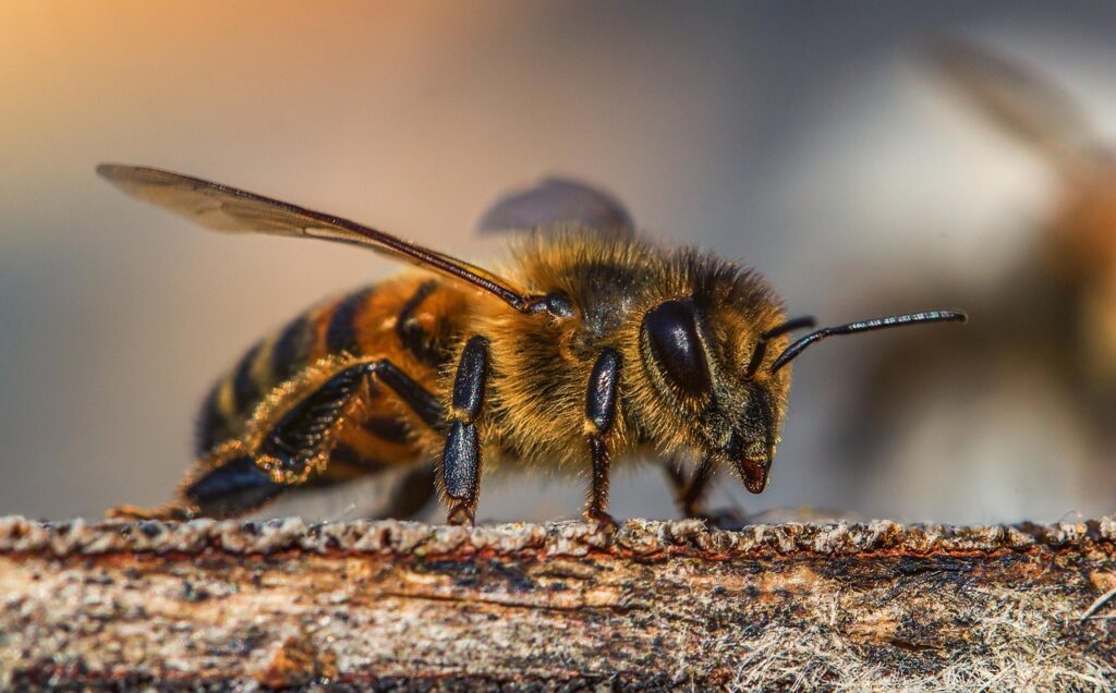 insect, bee, honey-3330060.jpg