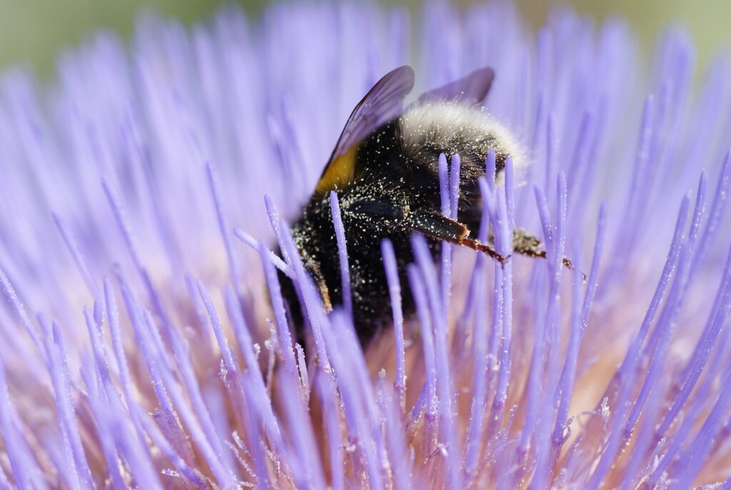 bumblebee, pollination, insect-7306570.jpg