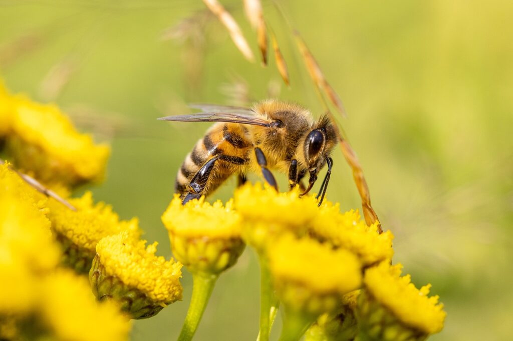 honey bee, bee, flowers-6506809.jpg
